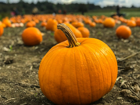 Baked Stuffed Pumpkin & Pumpkin Fondue, 10/25, 11:00-1:00