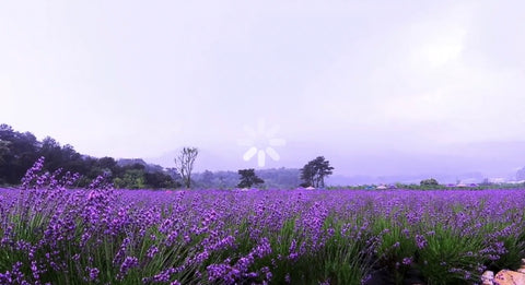 Lavender Fields Guided Meditation
