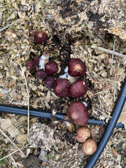 Permaculture, Food Forests, propagation and lunch Sunday, 6/14, 11:00-2:00