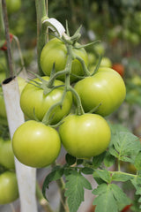 Permaculture, Food Forests, propagation and lunch Sunday, 6/14, 11:00-2:00