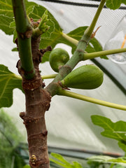 Permaculture, Food Forests, propagation and lunch Sunday, 6/14, 11:00-2:00