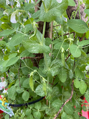 Permaculture, Food Forests, propagation and lunch Sunday, 6/14, 11:00-2:00