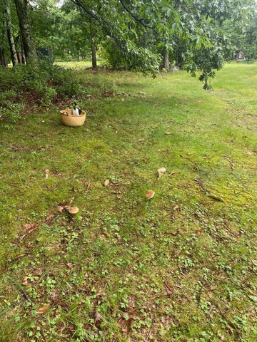 Mushroom & Foraging Adventure, 10/18, 11:00-2:00