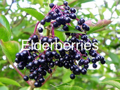 Class Making Elderberry Syrup 2/15 2:00-4:00