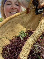 Class Making Elderberry Syrup 2/15 2:00-4:00