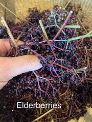 Class Making Elderberry Syrup 2/15 2:00-4:00