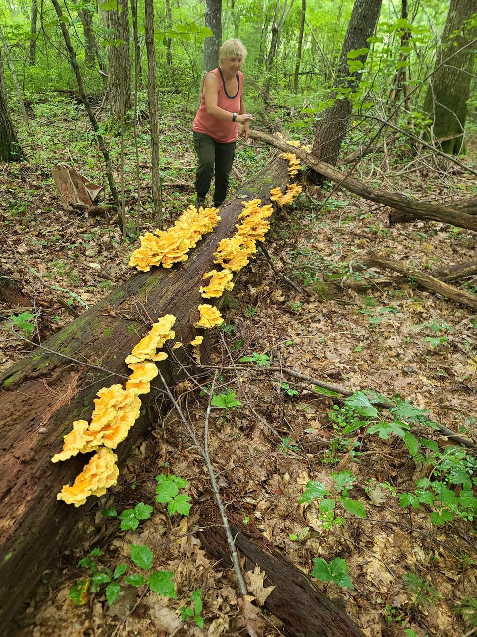 Mushroom Hunting Adventures